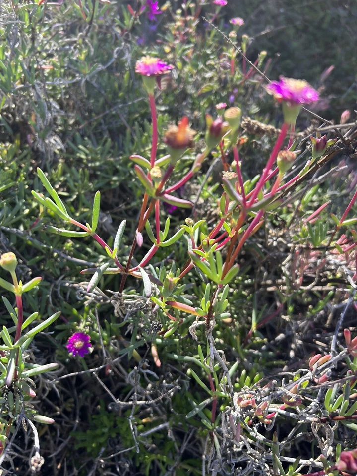 Creeping Ice Plant Cuttings 12pcs | Purple/Pink Delosperma | Live Succulent Ground Cover | Hardy Trailing Cuttings for Planting