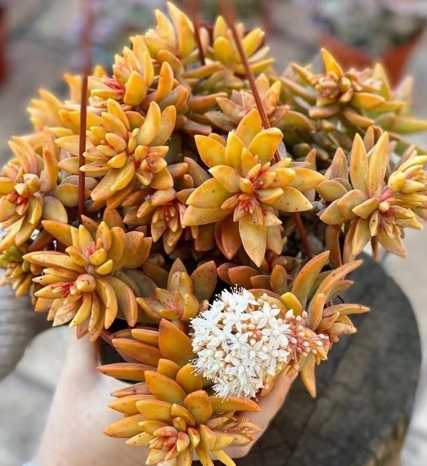 Sedum ‘Firestorm’ Cuttings – 3 Unrooted Succulent Stems, 3–4 Inch Length for Propagation