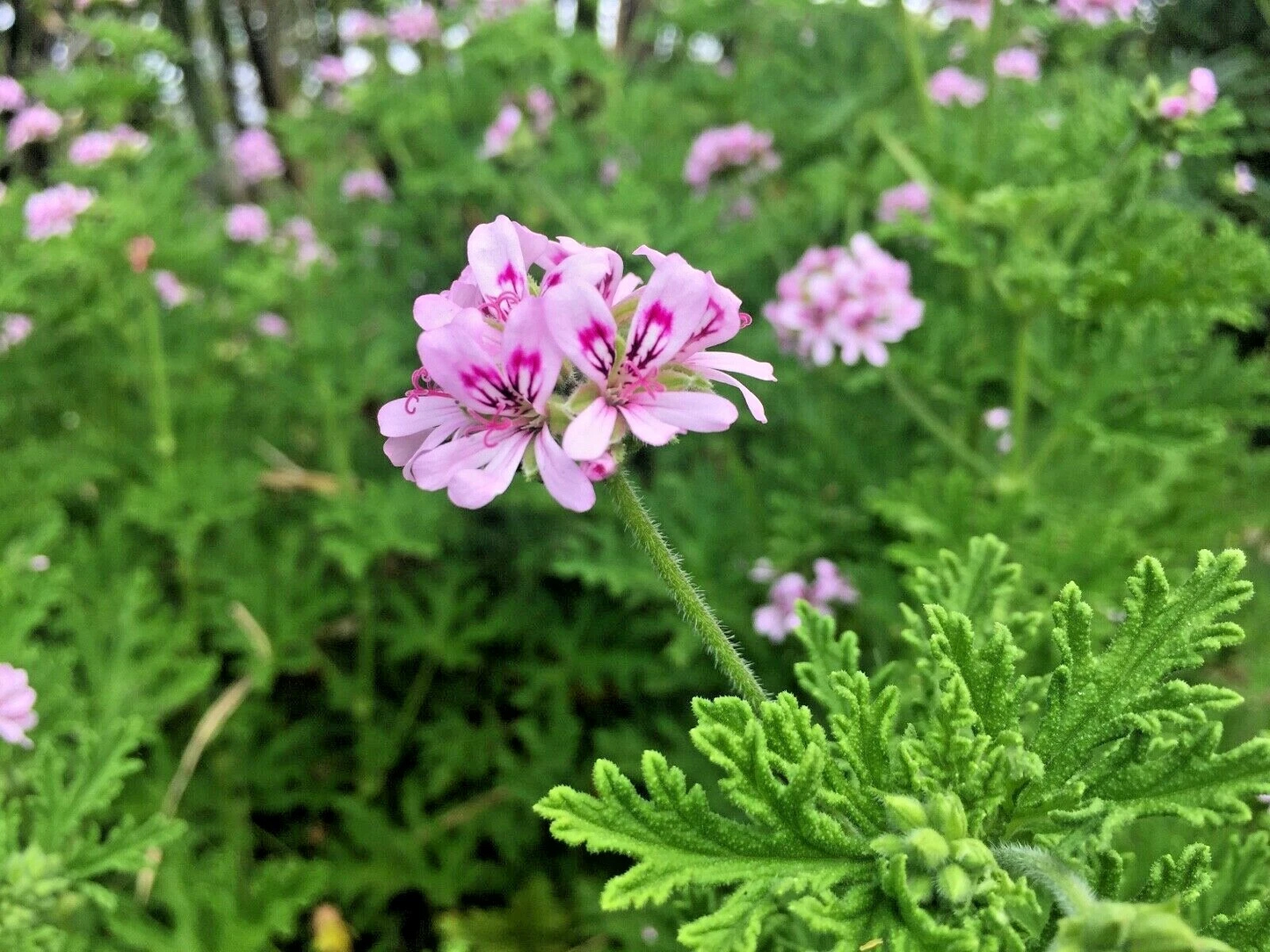 Citronella Pelargonium Cuttings – 3 Lemon-Scented Geranium Stems | Pink Flower Variety | Live Plant Starter