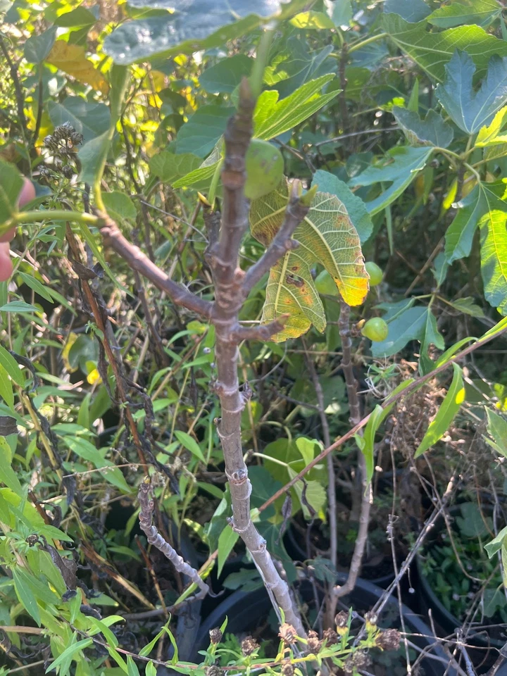 Bordissot Rossa Fig Tree Cuttings for Planting – 3 Unrooted Ficus carica Stems, Heirloom Fig Variety