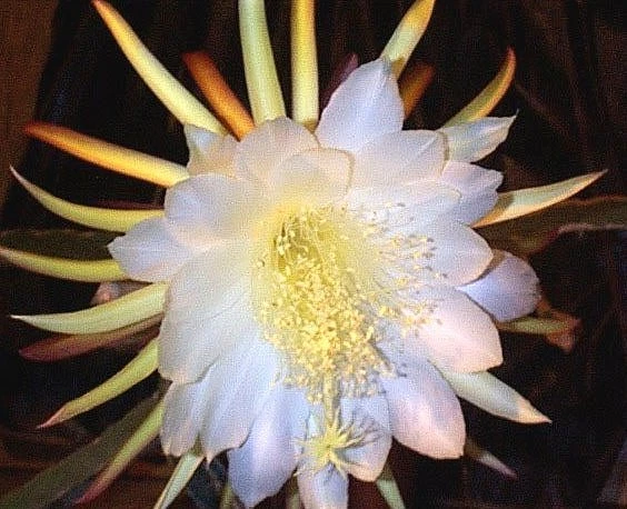 Dragon Fruit Epiphyllum – 2 Fresh Pitahaya Cactus Cuttings, Live Succulent Stems for Rooting and Propagation