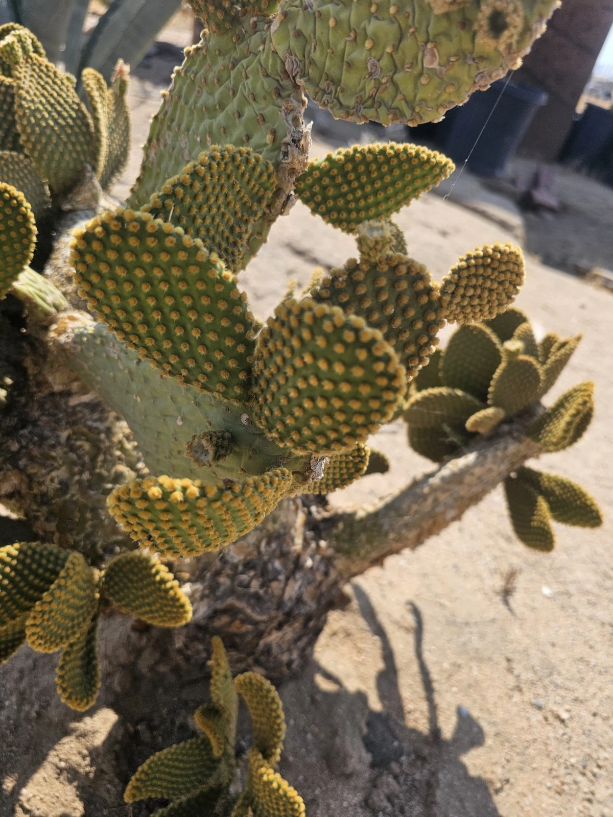 Bunny Ears Cactus Cuttings for Planting – Opuntia microdysas, 3–5 Inch Pads, 5 Pack Ornamental Cactus Starts