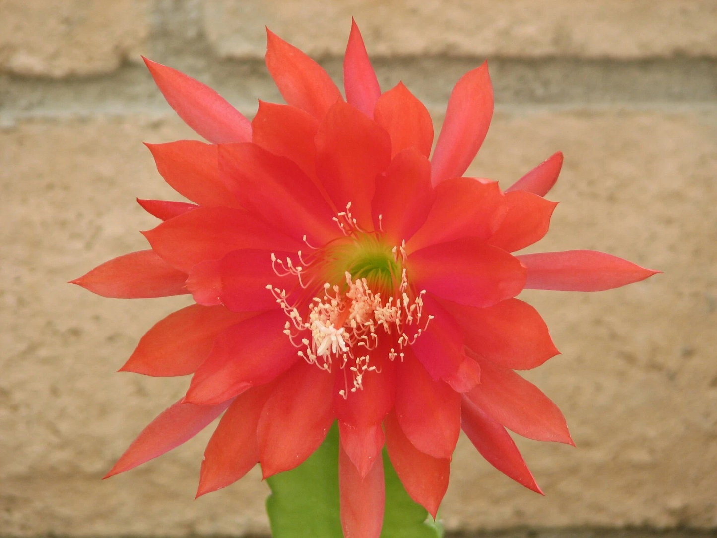 Epiphyllum Orchid Cactus Cutting – Orange Red Bloom Hybrid – Unrooted Epiphyllum Segment for Indoor Growing