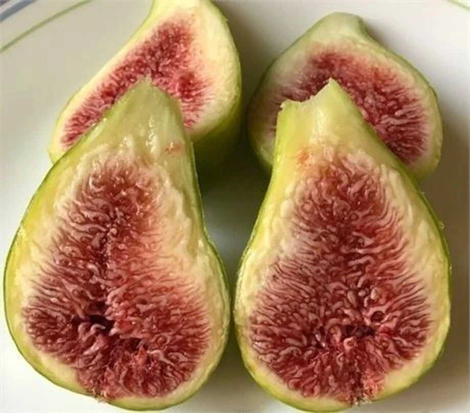 Dalmatie Fig Unrooted Cutting – Ficus carica Cultivar, 3+ Nodes, Over 8 Inch Fig Tree Cutting for Propagation
