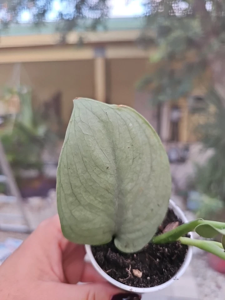 Scindapsus Platinum Java Silver Hero – Rooted Live Plant in 2.5” Pot, Rare Silver Houseplant with Shimmering Leaves