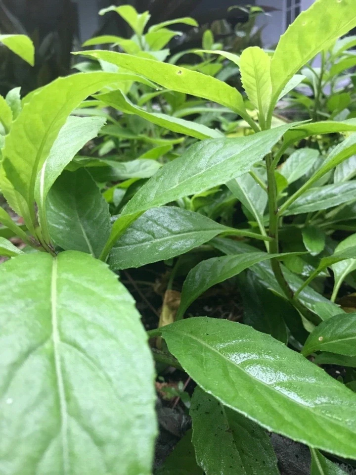 Gynura Procumbens Cuttings – Longevity Spinach – 11 Fresh 6" Starter Cuttings – Perennial Edible Leafy Plant