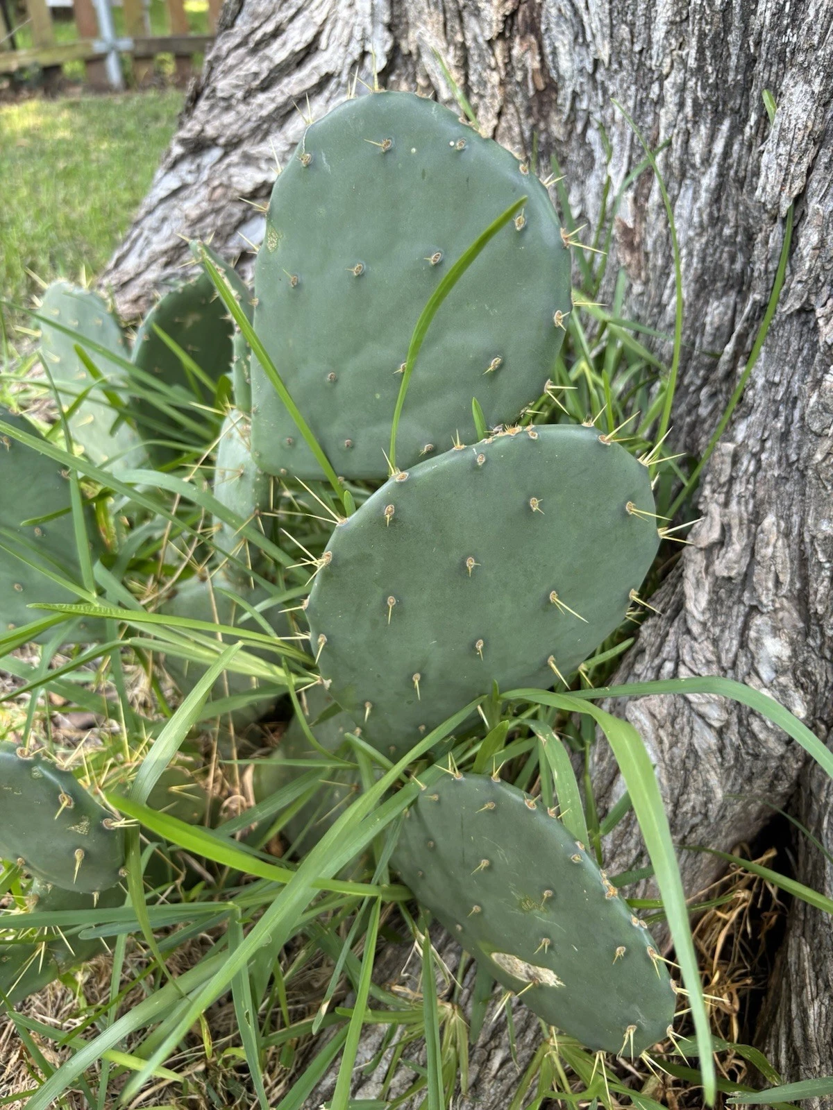 Opuntia Engelmannii Cactus Pads – 3 Red Fruit Prickly Pear Cuttings – Live Paddle Cactus for Rooting