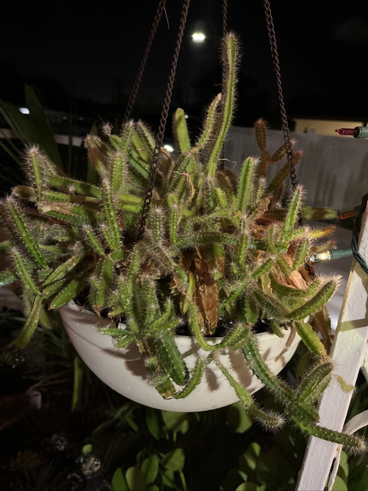 Strophocactus testudo Dog Tail Cactus – Live Rooted Pieces 4–6 Inch Succulent Stems (2–3 Cuttings)