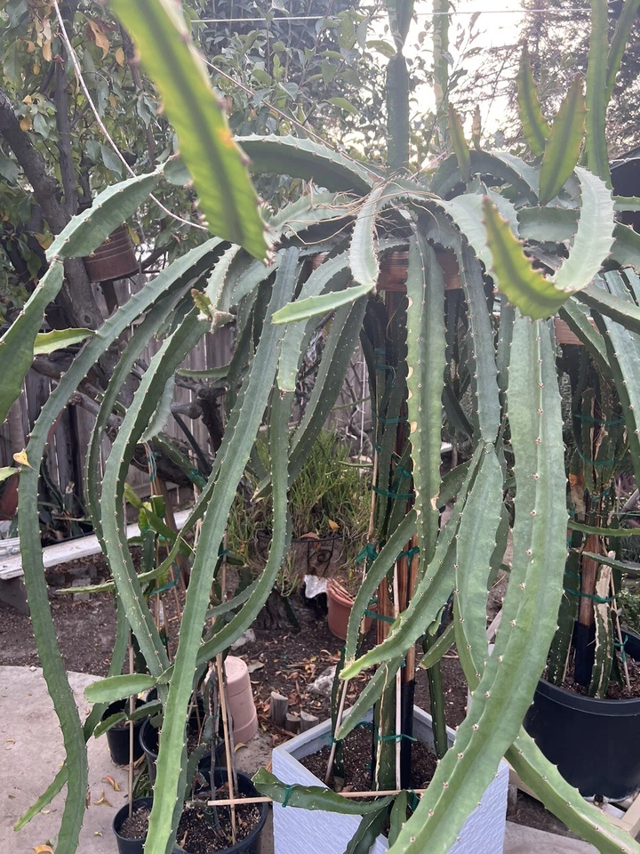 Yellow Dragon Fruit ‘Palora’ – 8–12” Mature Cutting, Live Hylocereus Megalanthus Segment for Planting & Fruit-Growing Gardens