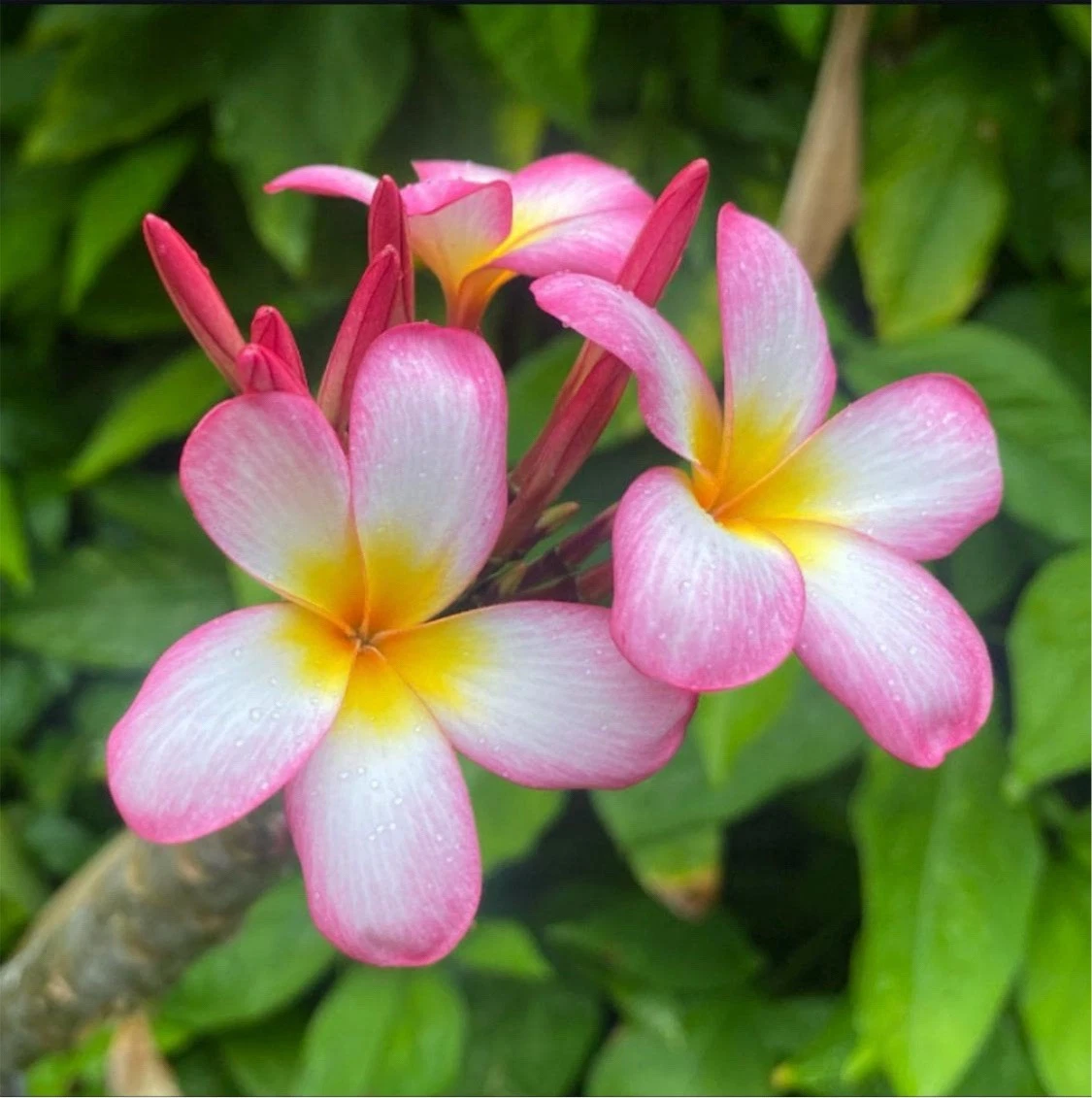 Pink Mist Plumeria Rooted Cutting – 12 Inch Plant with 3 Tips – Tropical Frangipani Starter