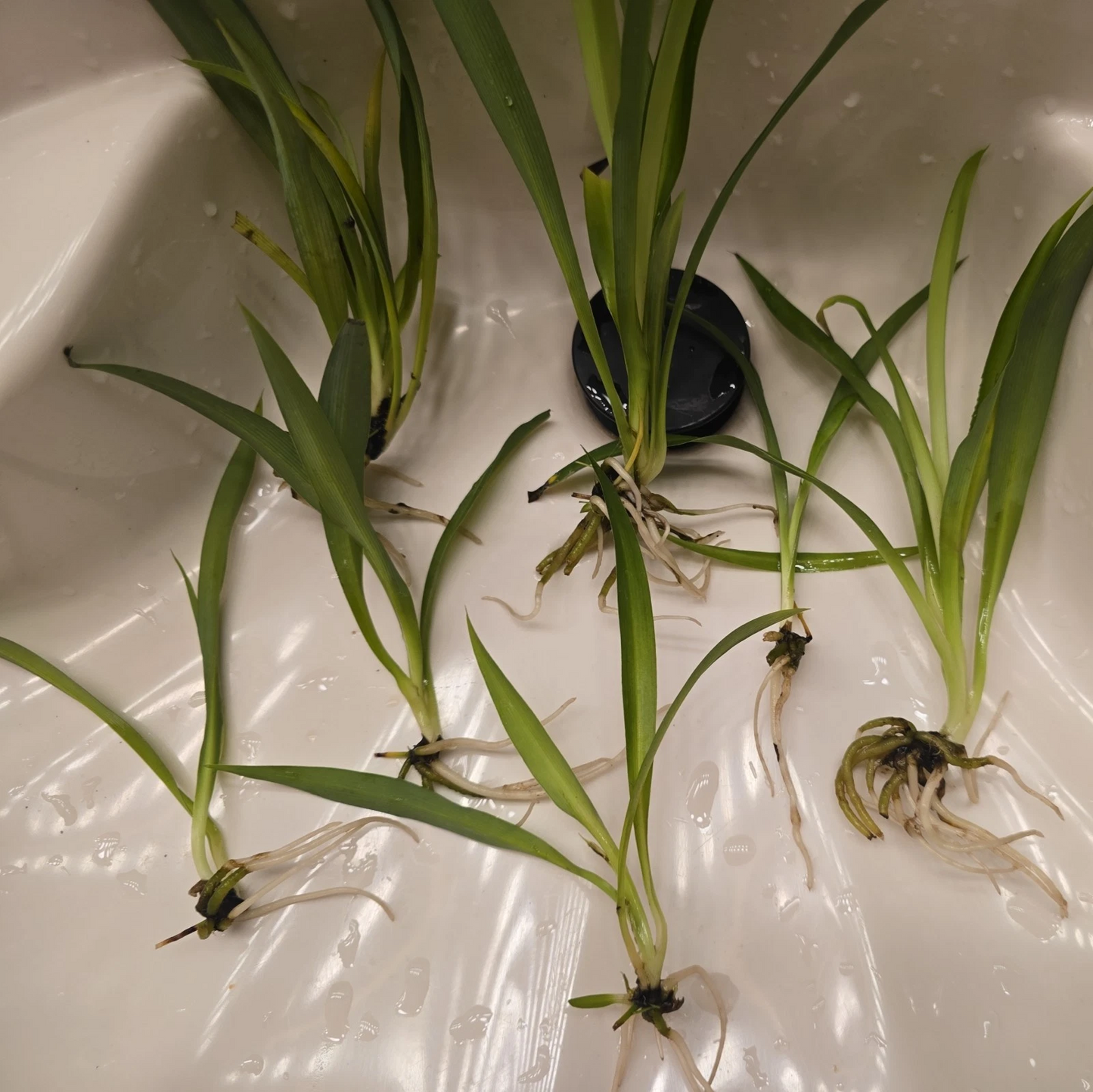 4 Green Spider Plant Pups – Non-Variegated Chlorophytum, Live Rooted Cuttings for Easy Indoor Houseplant Growing
