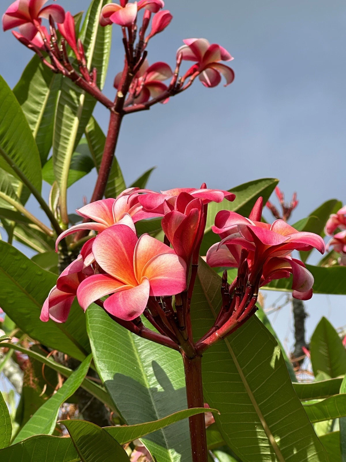 Pink Plumeria Cutting – 3 Fresh 10-Inch Single-Head Stems, Frangipani Starter Cuttings for Tropical Garden Growing