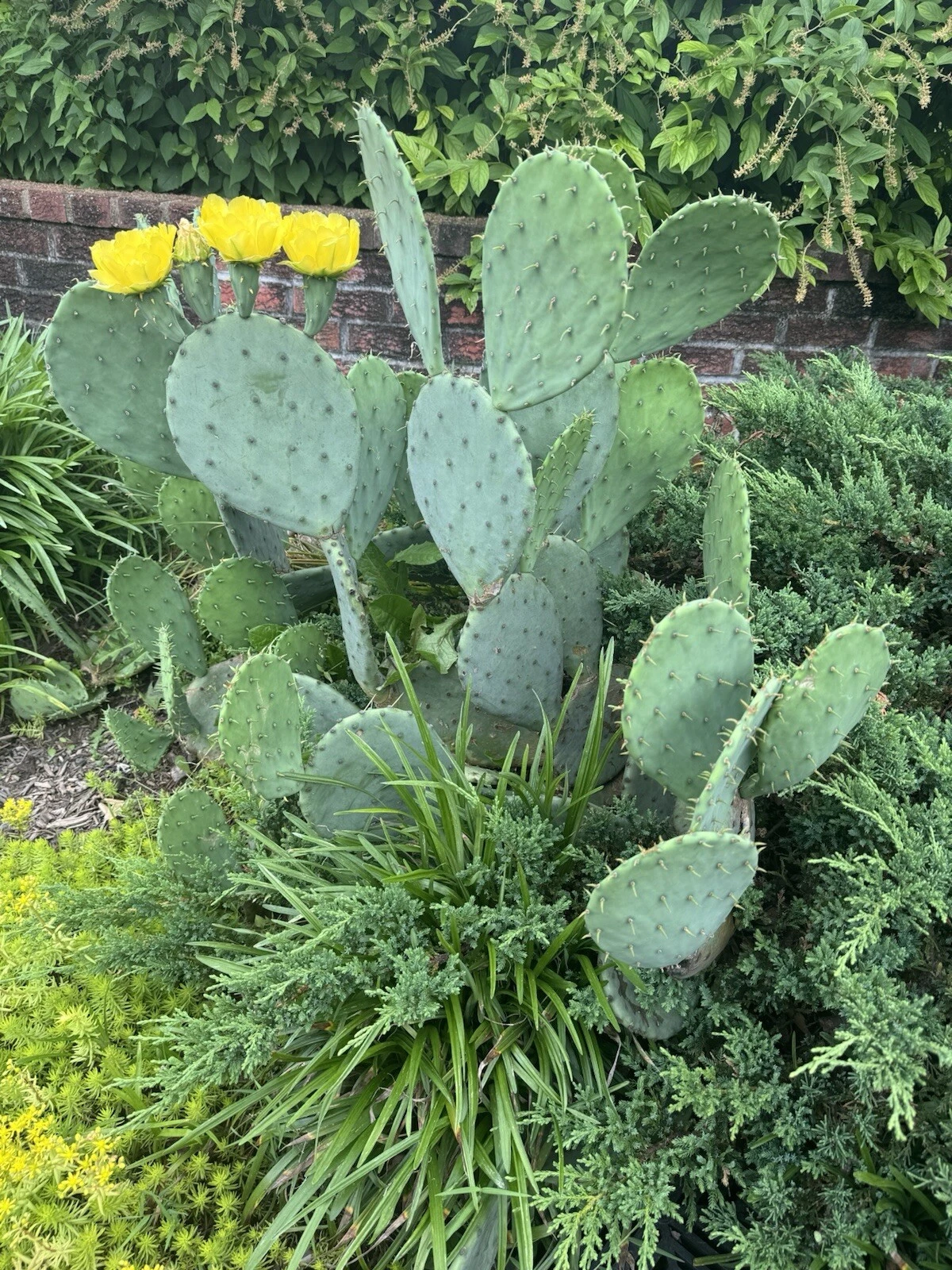 Opuntia humifusa Pads – 2 lbs Eastern Prickly Pear Cactus – Cold Hardy Live Pads for Planting