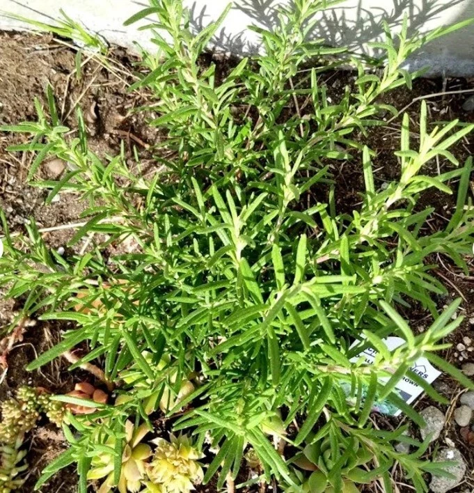 Rosemary Live Cuttings – Salvia rosmarinus, 5 Unrooted Herb Cuttings for Propagation
