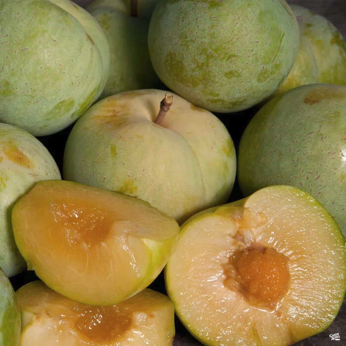 Emerald Pluot Cuttings – Live Scions for Grafting, Sweet Plum–Apricot Hybrid, Fresh 1-Year Wood for Propagation (Unrooted)