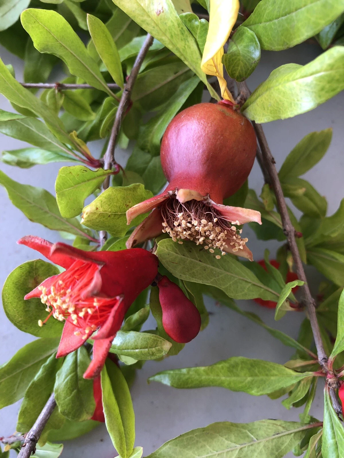 Wonderful Pomegranate Cuttings for Planting – 4 Fresh Punica Granatum Stems from Mature Plant