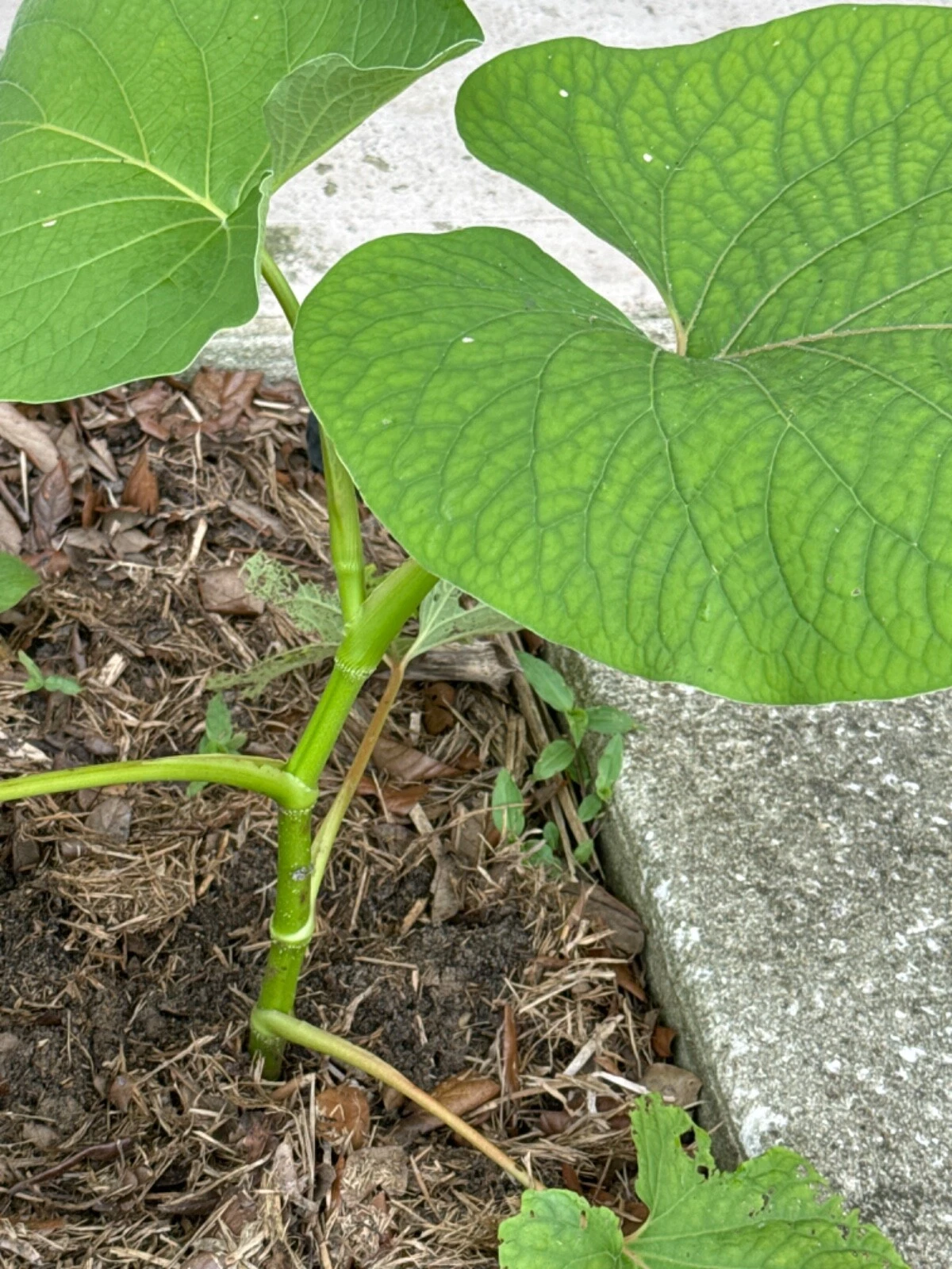 Hoja Santa Piper Auritum Live Plant 10 Inch Tall, Mexican Pepperleaf Root Beer Plant for Planting