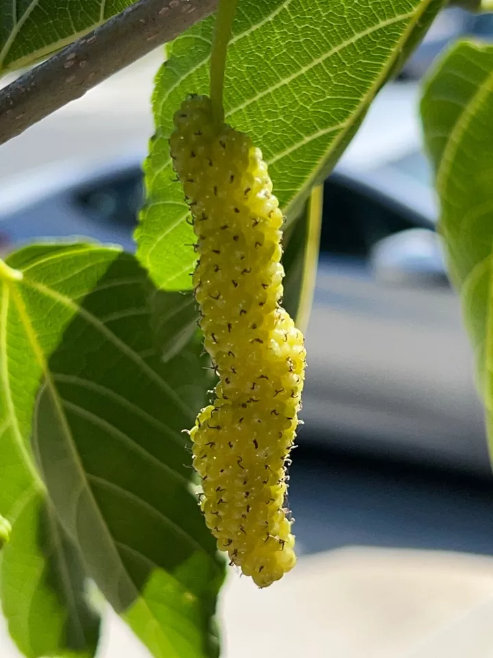 White Pakistan Mulberry Cuttings 10pcs | Long Sweet Mulberry Variety | Fresh Live Wood for Grafting or Rooting | Morus alba