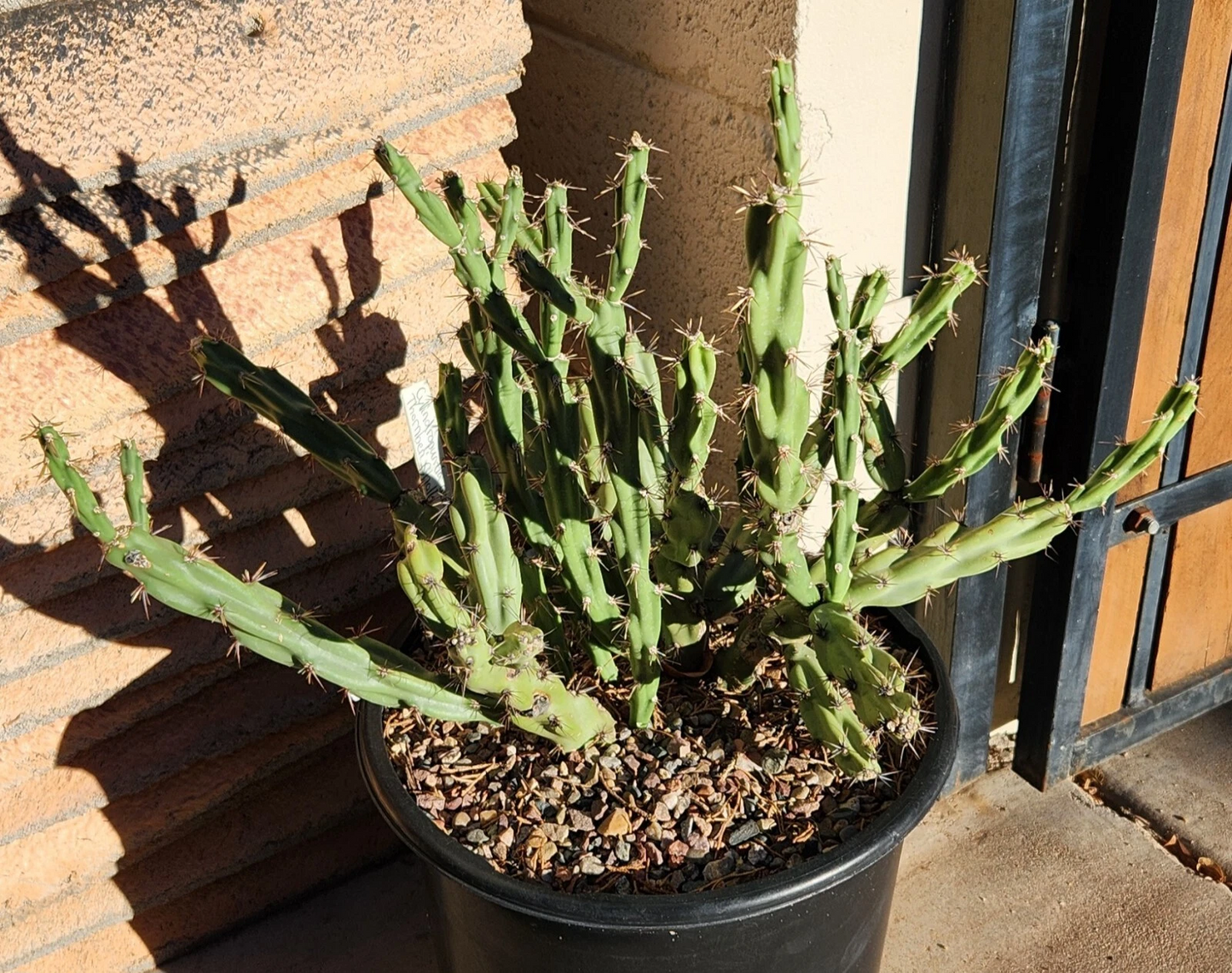 Thornberi Cholla Cactus Cutting – 1 Live Cylindropuntia Acanthocarpa Var. Thornberi, Desert Hardy Cactus for Garden & Pots