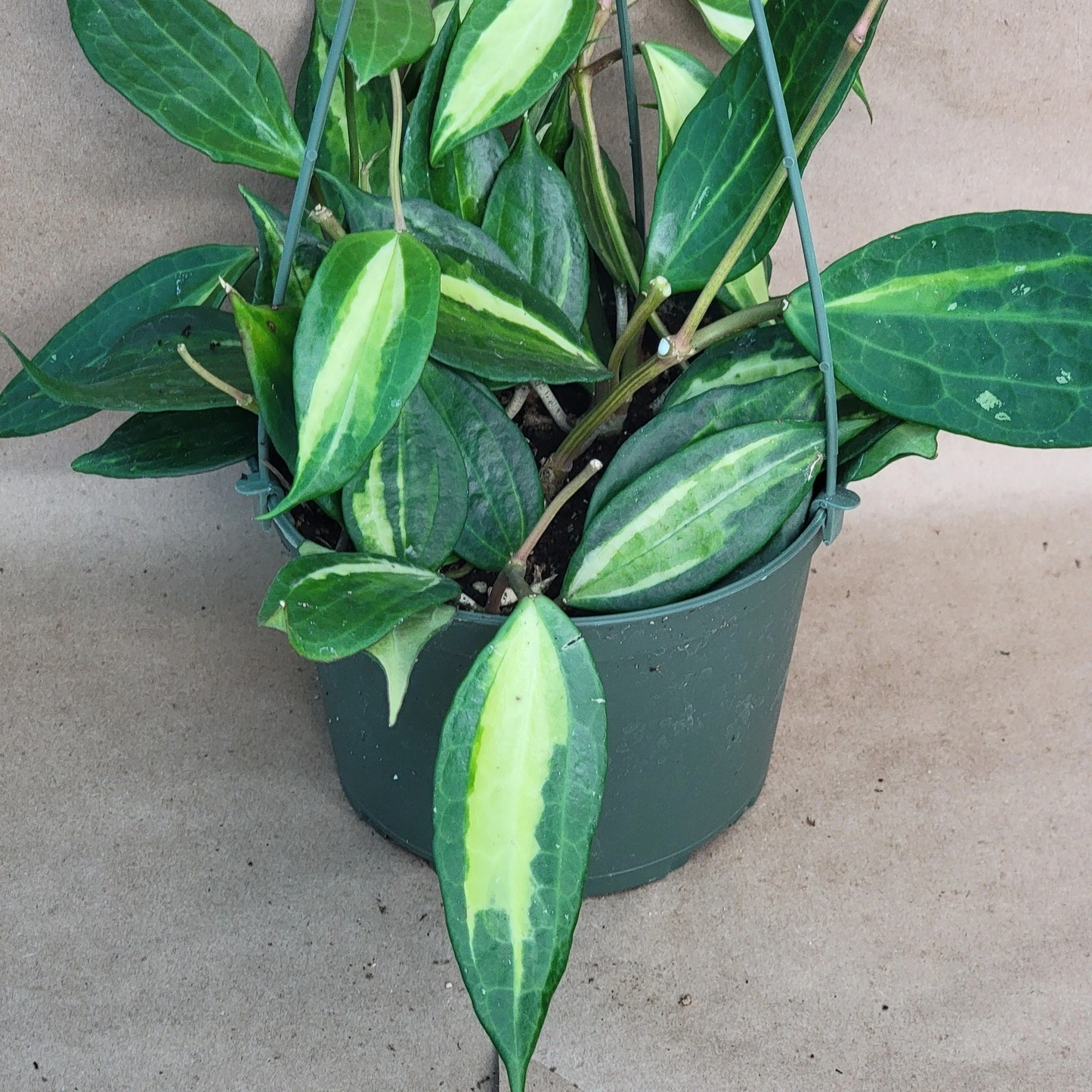 Hoya macrophylla Reverse Pot of Gold – 4” Live Variegated Hoya, Rare Wax Plant with Cream-Edged Leaves for Indoor Pots