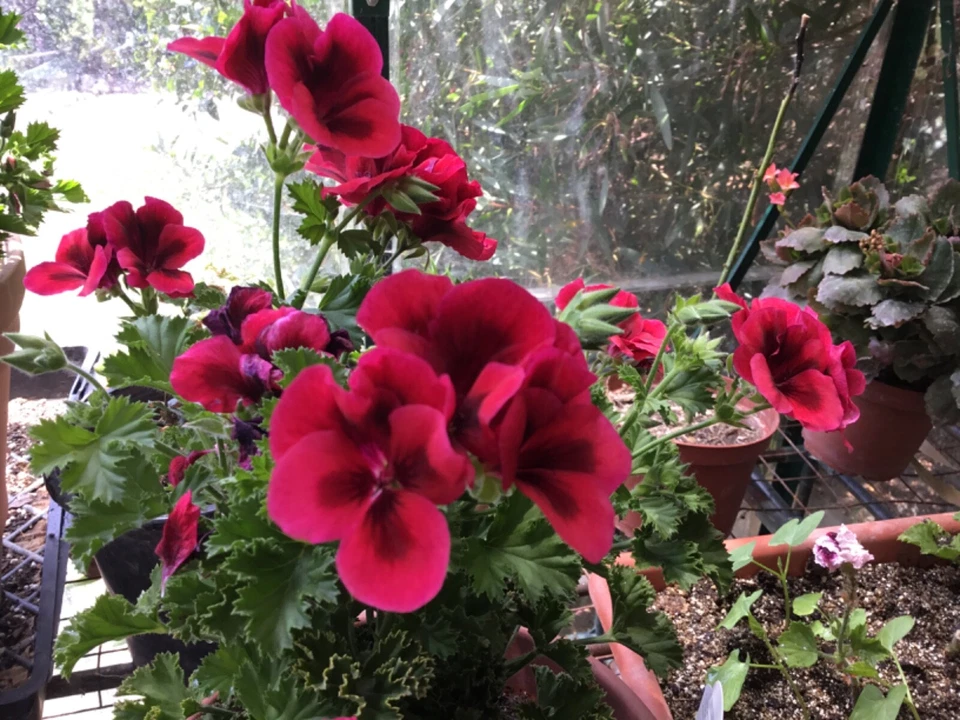 Martha Washington Geranium Cuttings – 6 Pelargonium Regal Mix Stems for Rooting, Colorful Garden Variety