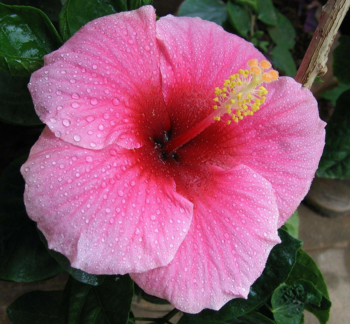 Hawaiian Pink Hibiscus Cutting – 1 Live Hibiscus rosa-sinensis Stem 2–4 Inch Long for Planting