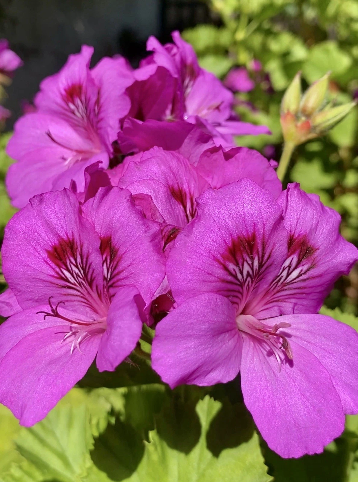 Pink Purple Geranium Cuttings for Planting – 5 Fresh Pelargonium Stems, Unrooted Flowering Plant Cuttings