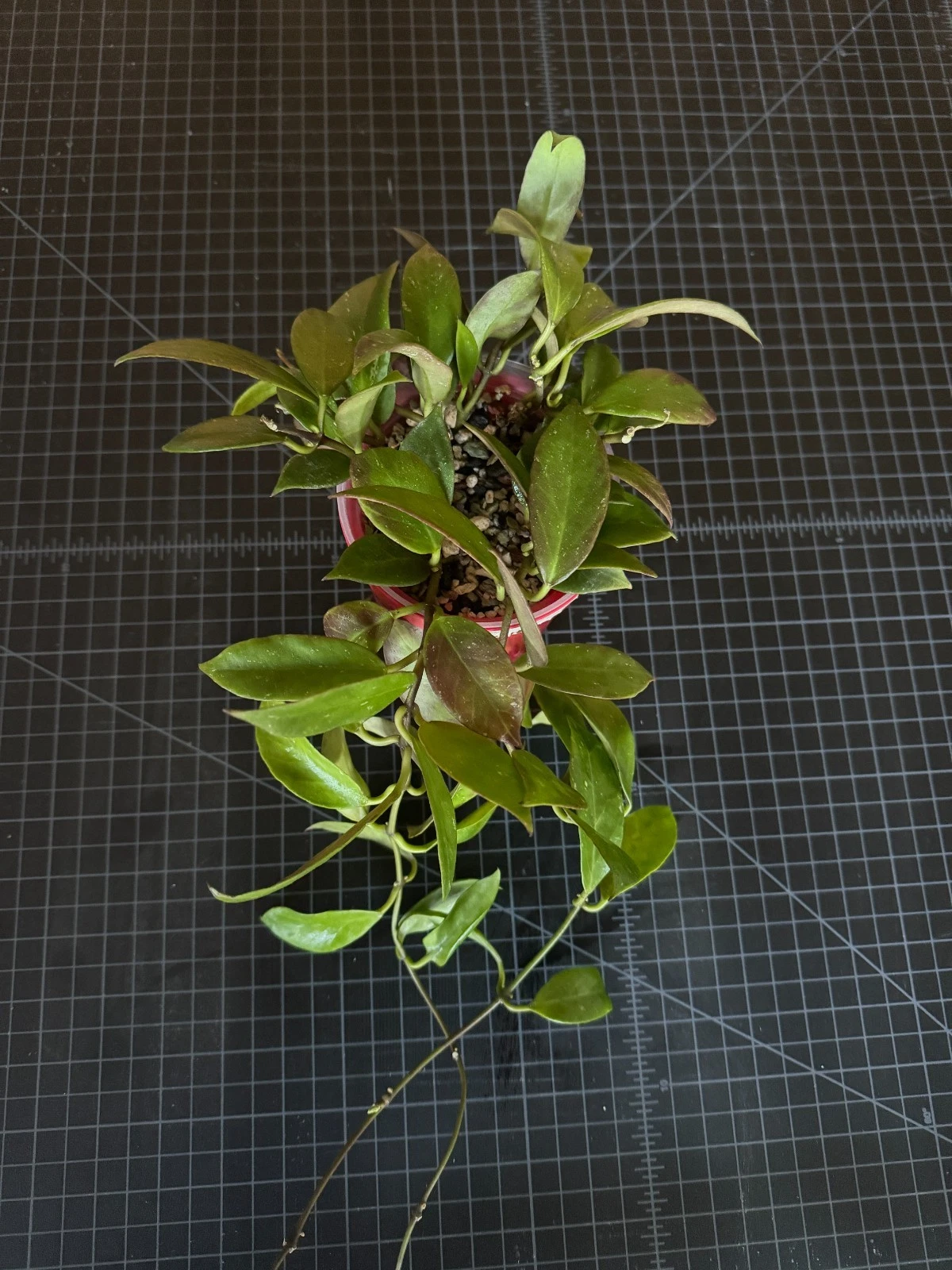 Hoya Sunrise – 1 Node Cutting, Rare Hybrid Hoya for Rooting, Sun-Stressed Red Veining, Live Starter for Collectors
