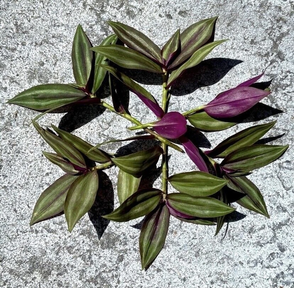 Tradescantia zebrina – 8 Unrooted Cuttings – Wandering Jew Purple Silver Green Vine Starter for Indoor Pots or Hanging Planters