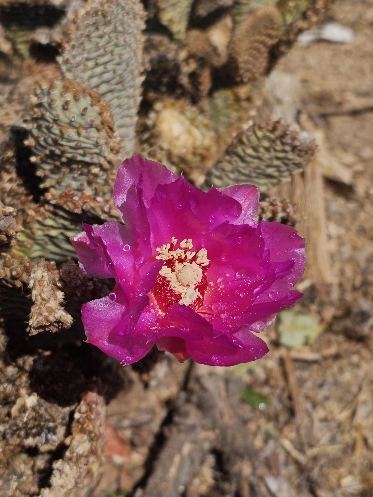 Beavertail Cactus Pads – 5 Live Opuntia basilaris Pads, 3–5” Each, Hardy Desert Succulent for Xeriscape, Rock Gardens & Containers