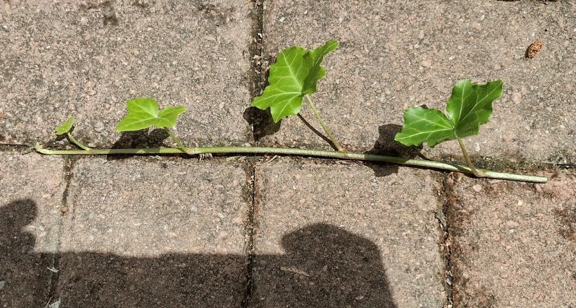 English Ivy Cuttings – 10 Live 6” Hedera helix Vines, Fast-Growing Trailing Plant for Indoors, Pots, and Garden Groundcover