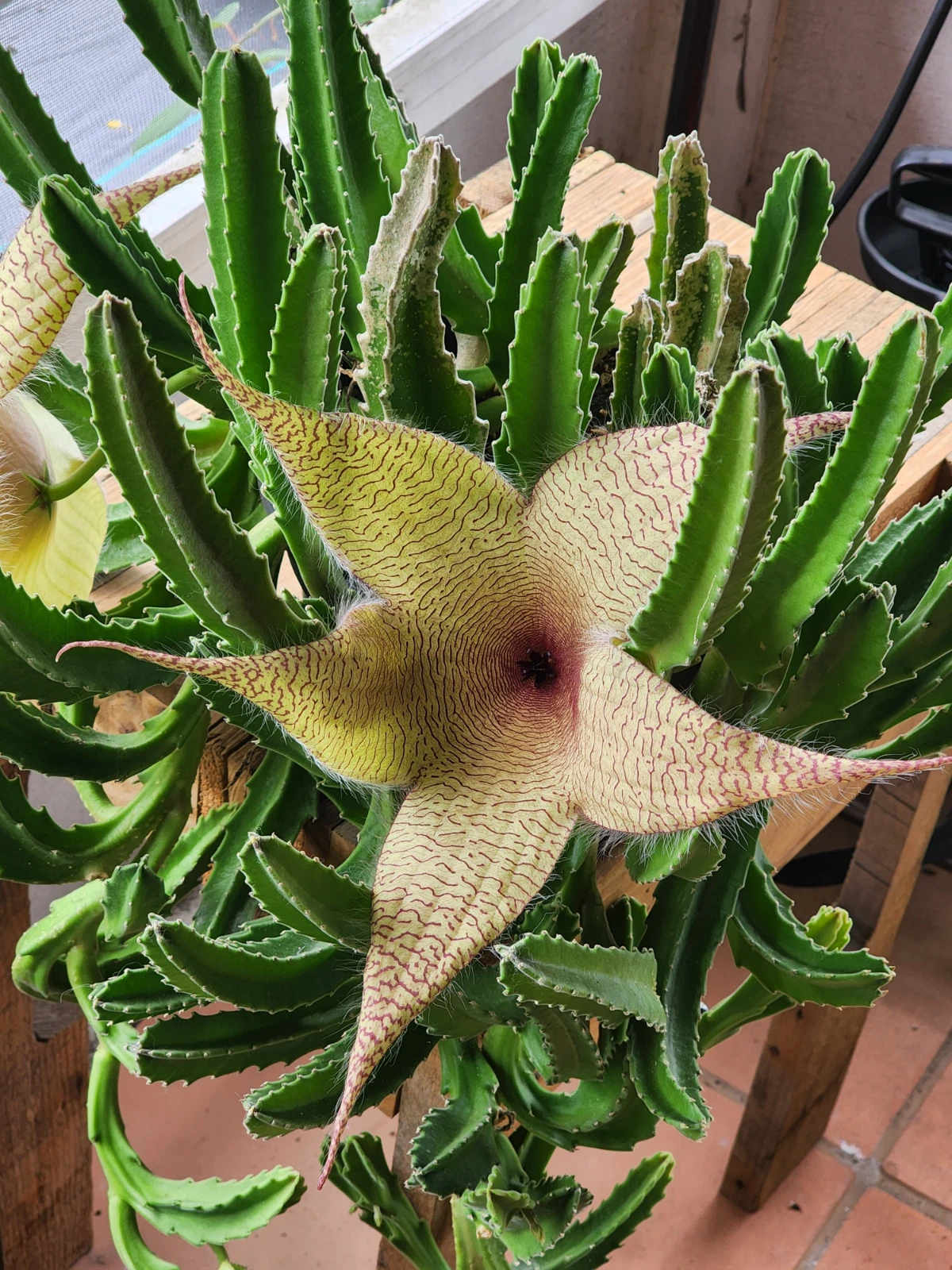 Stapelia Gigantea Starfish Flower Cutting for Planting – Rare Succulent Stem, Giant Star Bloom Plant