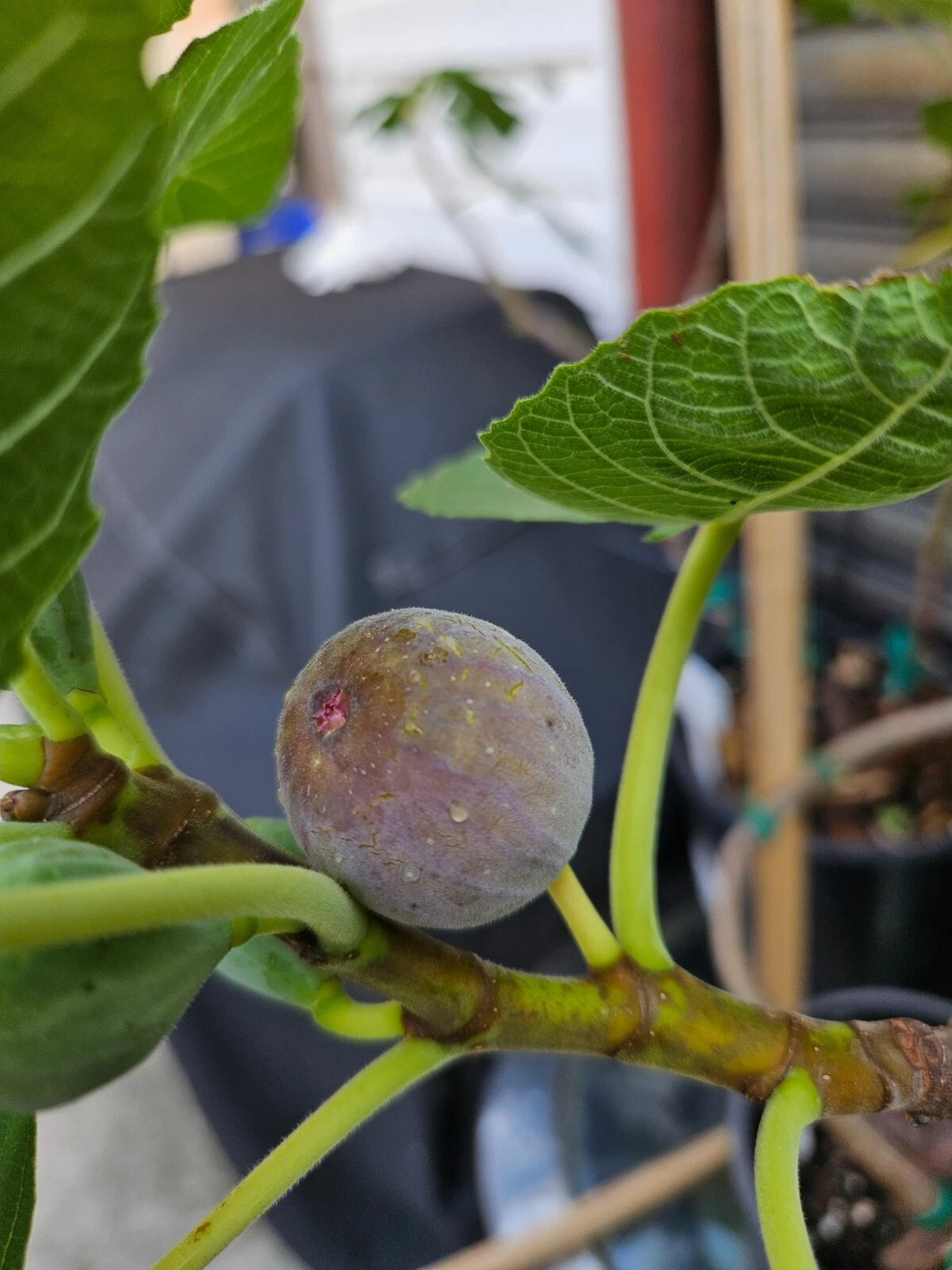 Smith Fig Cuttings – 5 Ficus carica ‘Smith’ Scions for Rooting or Grafting, Fig Tree Propagation