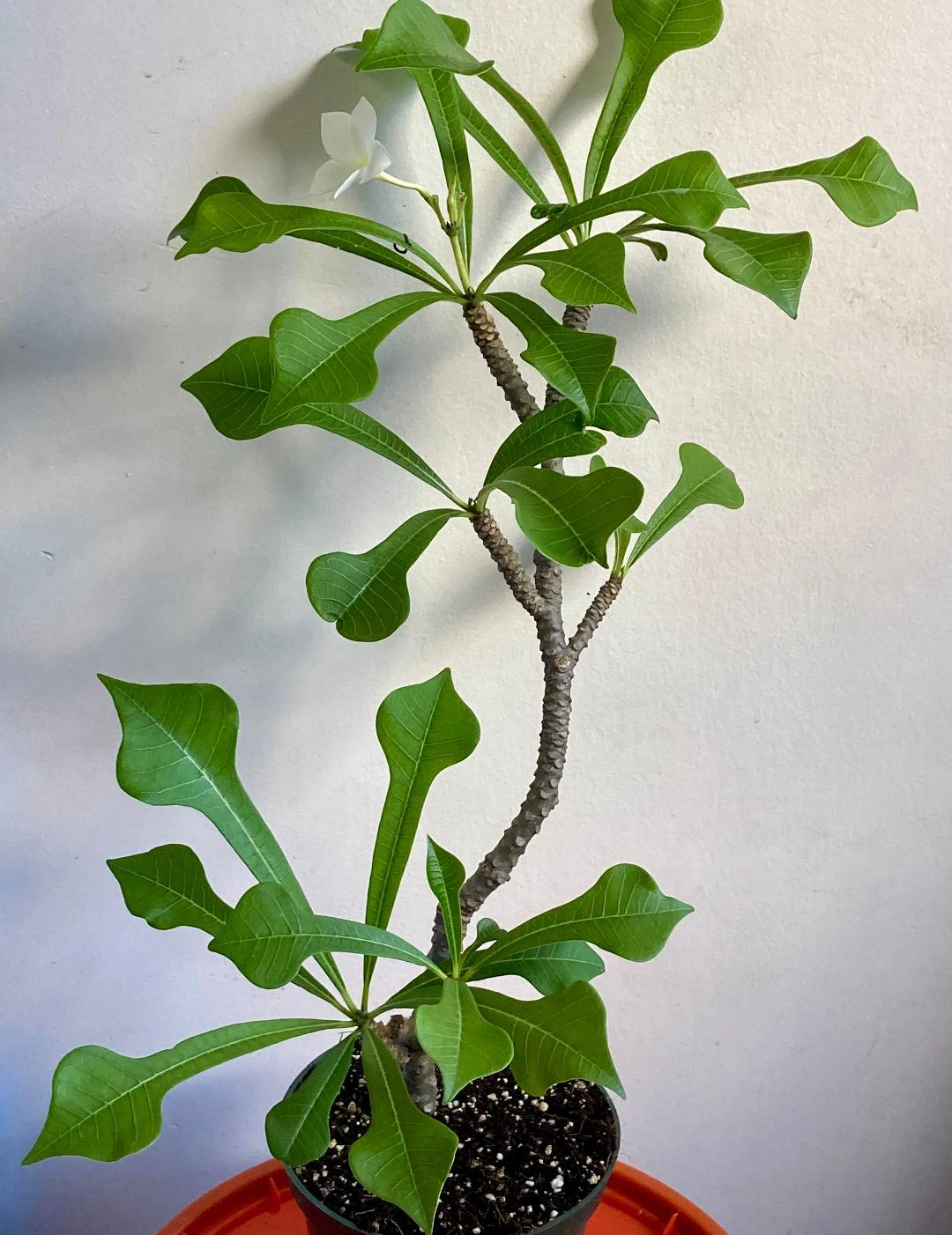 Plumeria Pudica Cutting – 6" Wedding Bouquet Frangipani, Tropical White Flowering Plant for Garden & Landscape