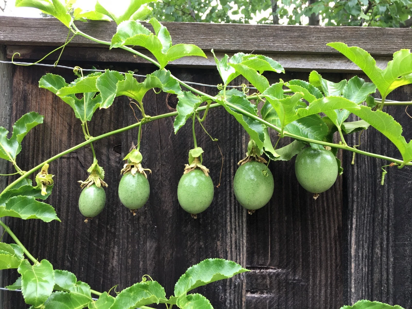 Purple Passion Fruit Cuttings – 10 Live Passiflora edulis Vine Cuttings for Planting or Propagation