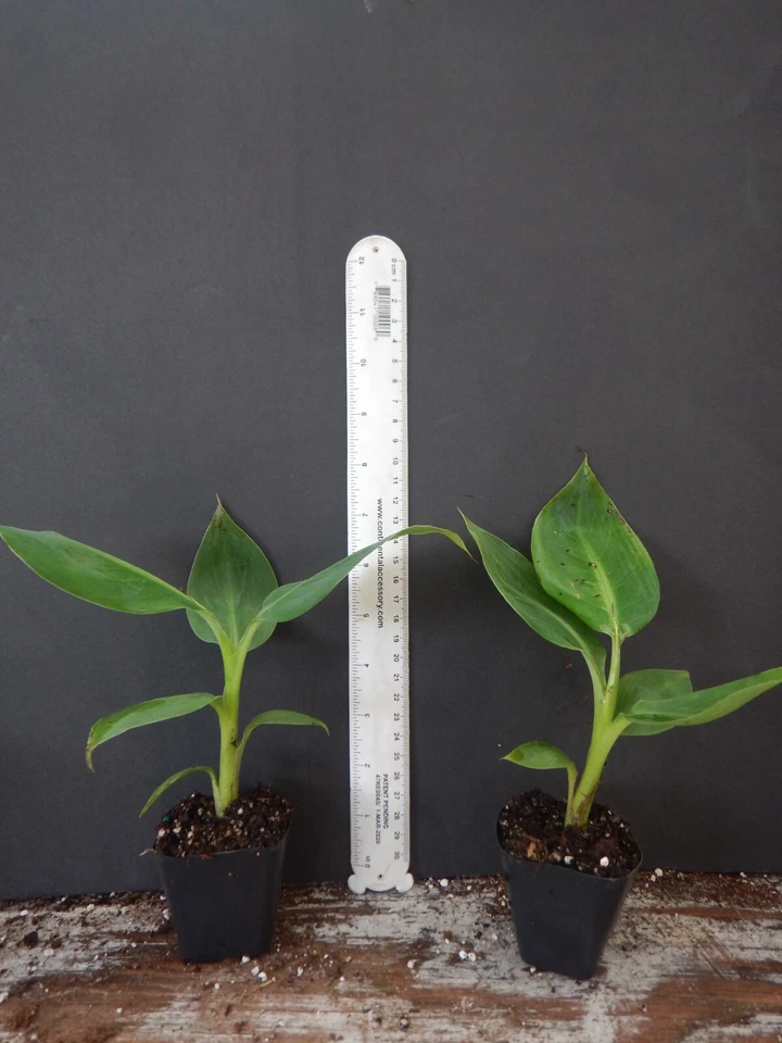Gold Finger Banana Tree Starter Plant Well Rooted, Musa Acuminata Live Tropical Banana for Container or Garden Growing