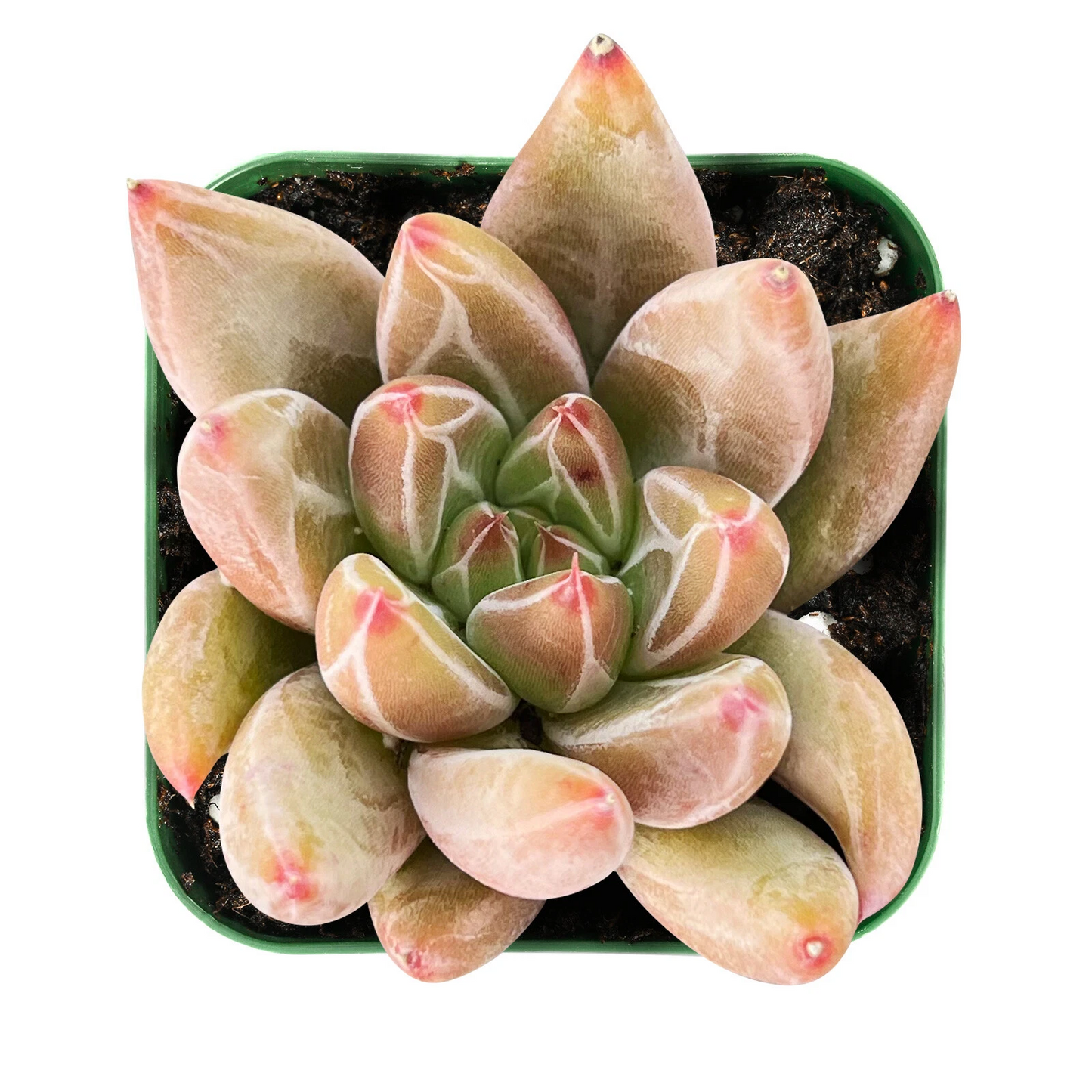 Echeveria Psyche Succulent – Live Rooted Rosette in 2 Inch Pot, Decorative Houseplant Starter