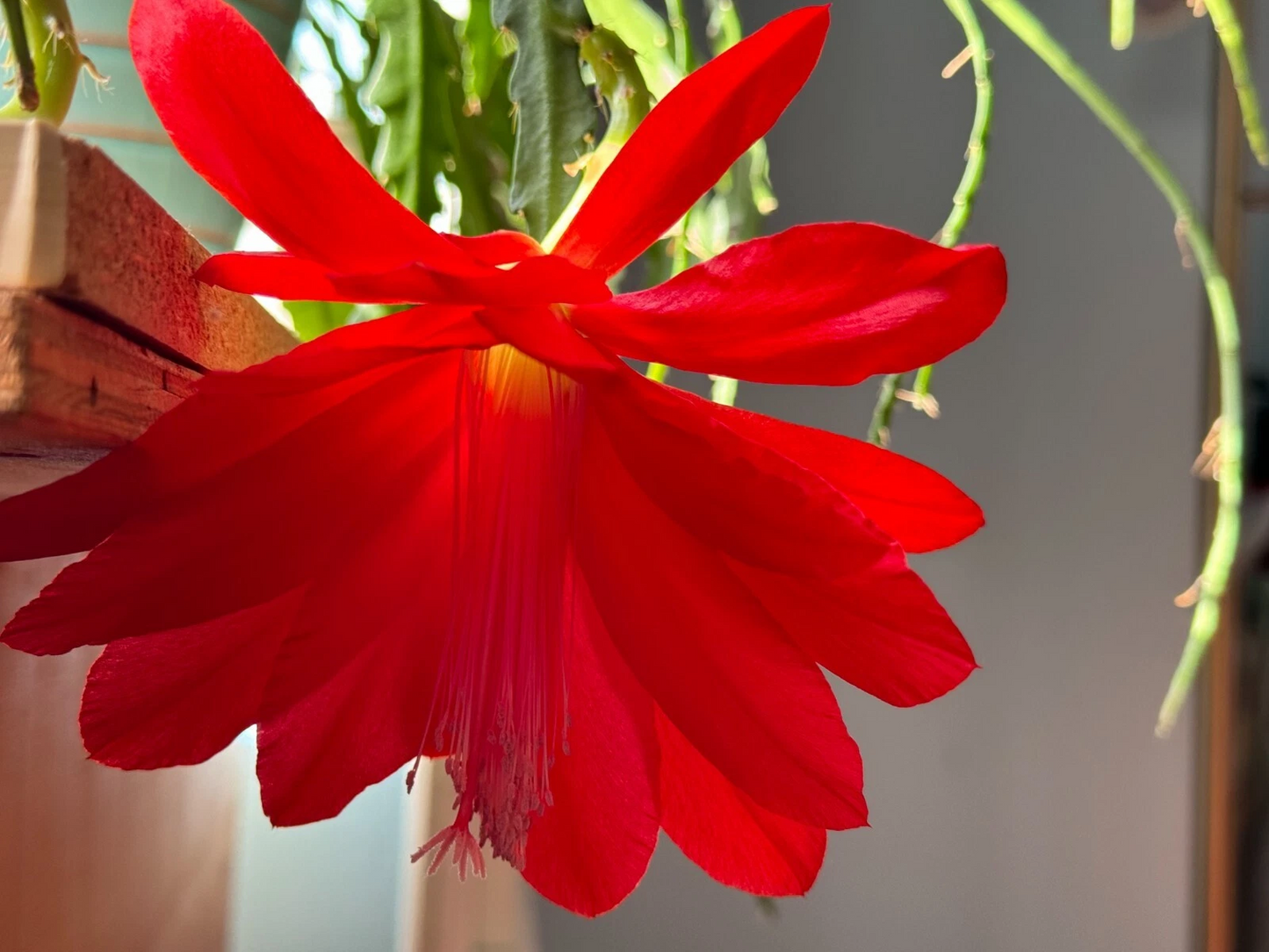 Epiphyllum Orchid Cactus Cuttings – 6 Unrooted Red Bloom Cuttings 6–8 Inch – Tropical Epiphytic Cactus