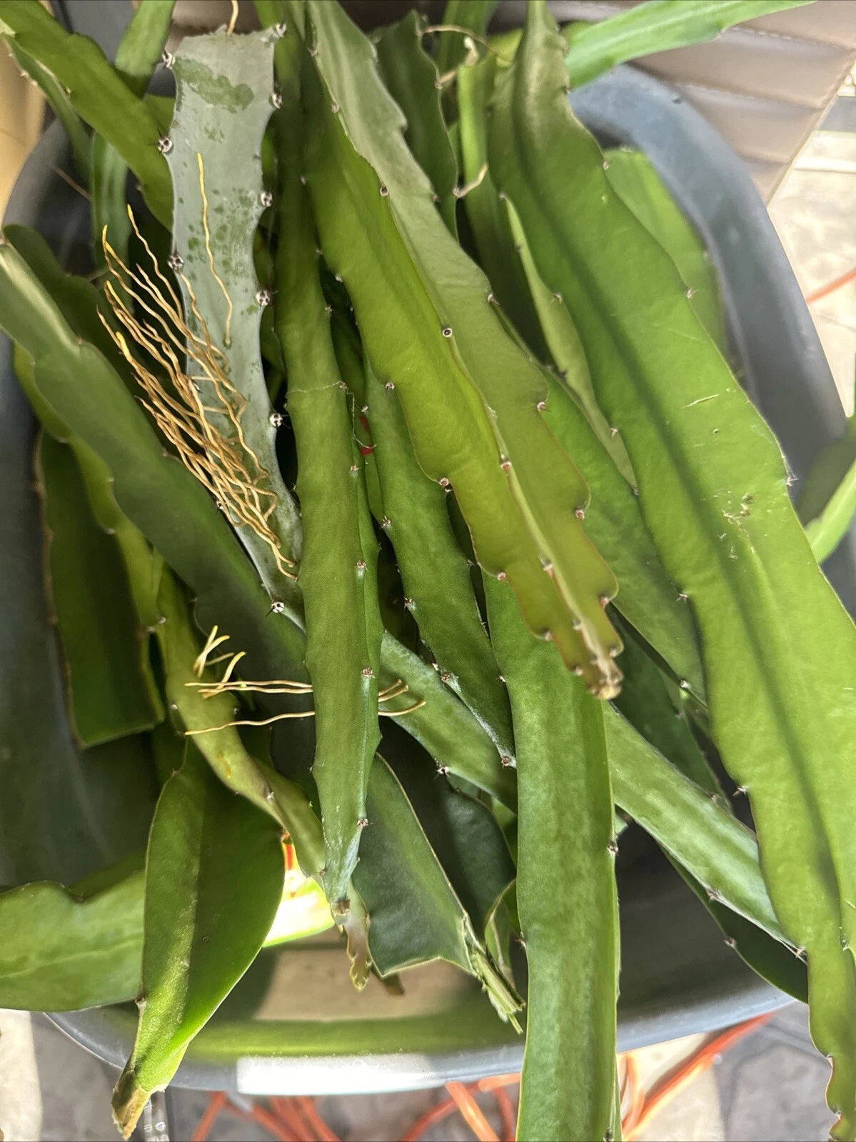 Dragon Fruit Cuttings for Planting – 6 Unrooted Pitaya Cactus Cuttings 8–14 Inches