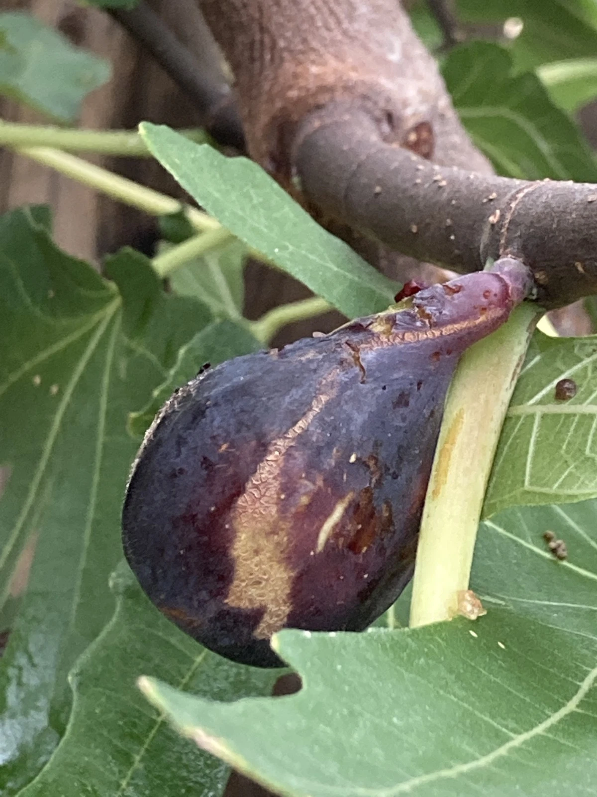 Black Jack Fig Cuttings – 10 Unrooted Greek Isles Scions, Live Ficus carica Wood for Propagation, Sweet Dark-Purple Fig Variety