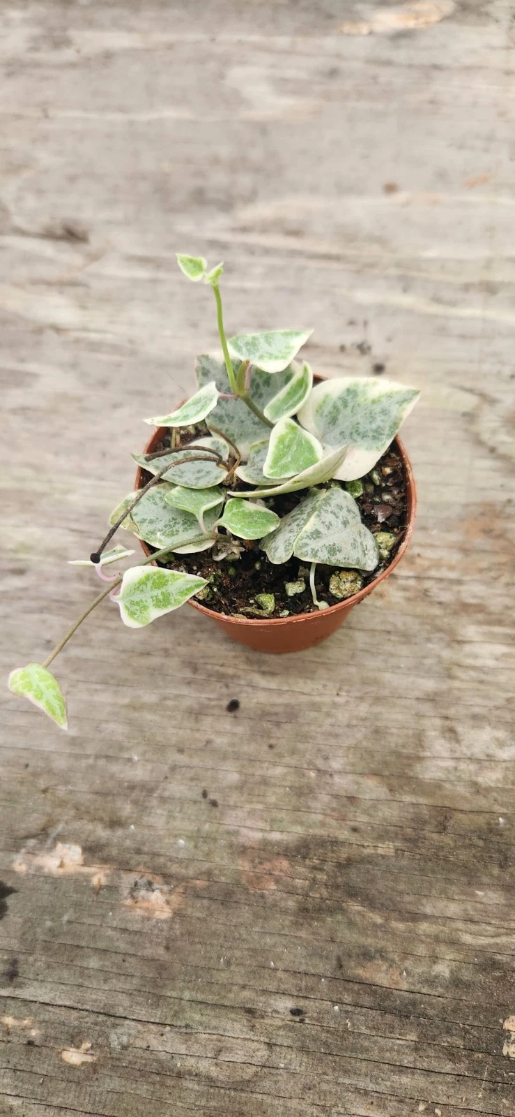 Variegated String of Arrows – Rare Ceropegia Starter Plant, Trailing Variegated Vine for Hanging Pots & Indoor Displays