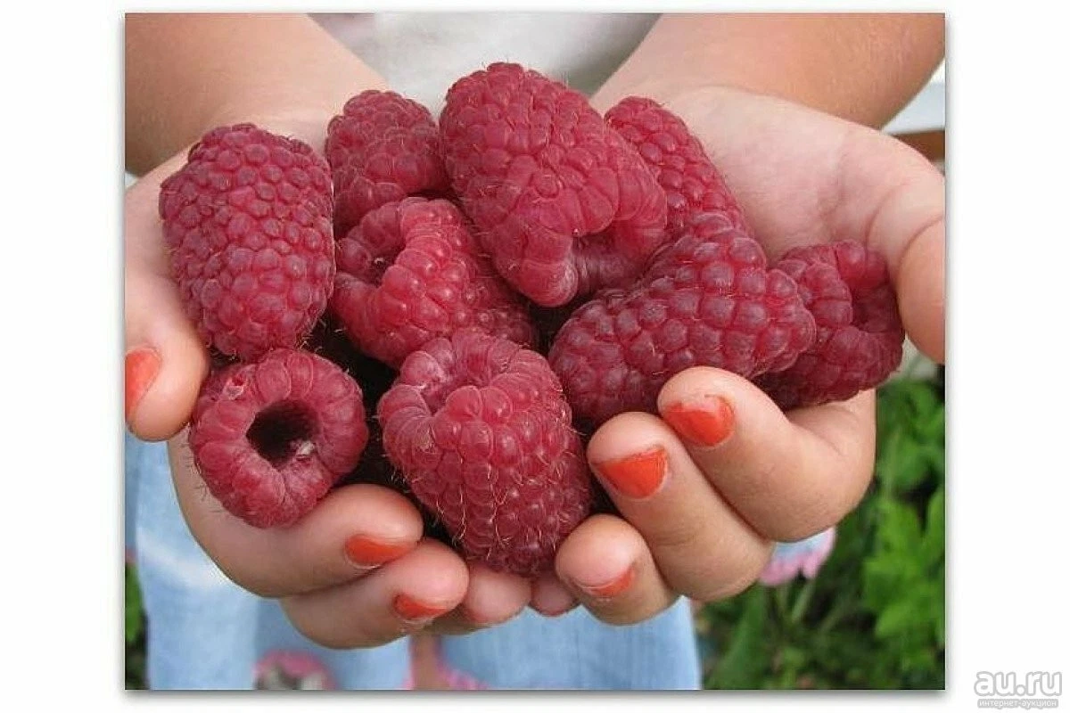 Russian Raspberry ‘Gordost Rossii’ Cuttings – 5 Rubus idaeus Live Stems for Rooting and Propagation