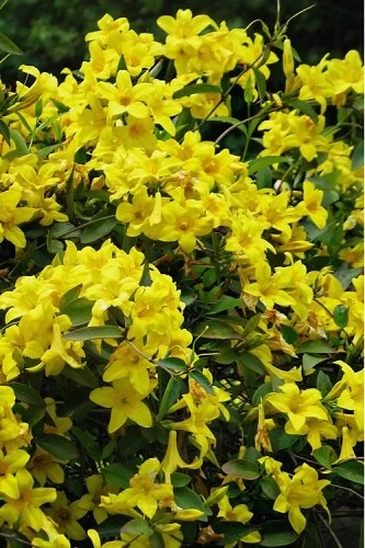 Yellow Crossvine Rooted Starter Plant – Bignonia capreolata Live Vine for Trellis or Garden Planting