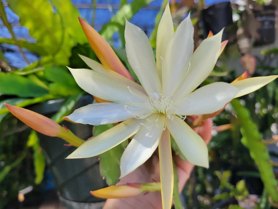 Epiphyllum Pixie Dust Cuttings – Unrooted Orchid Cactus Cuttings 8–10 Inch for Planting