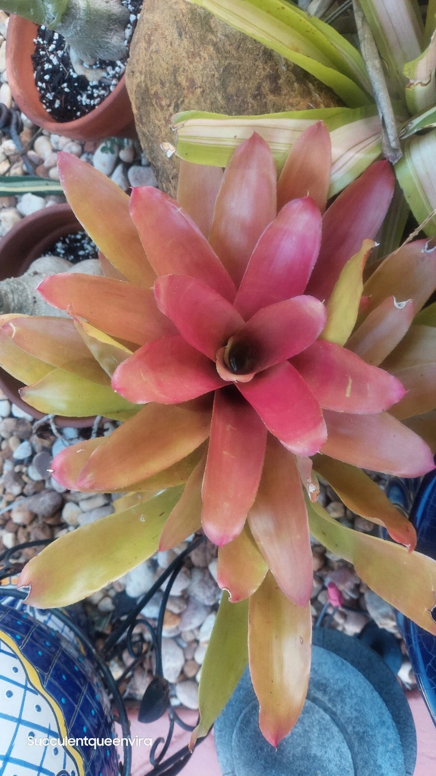 Neoregelia ‘Super Fireball’ – Live Bromeliad Plant, Compact Red Sun-Loving Variety, Colorful Exotic Houseplant Starter