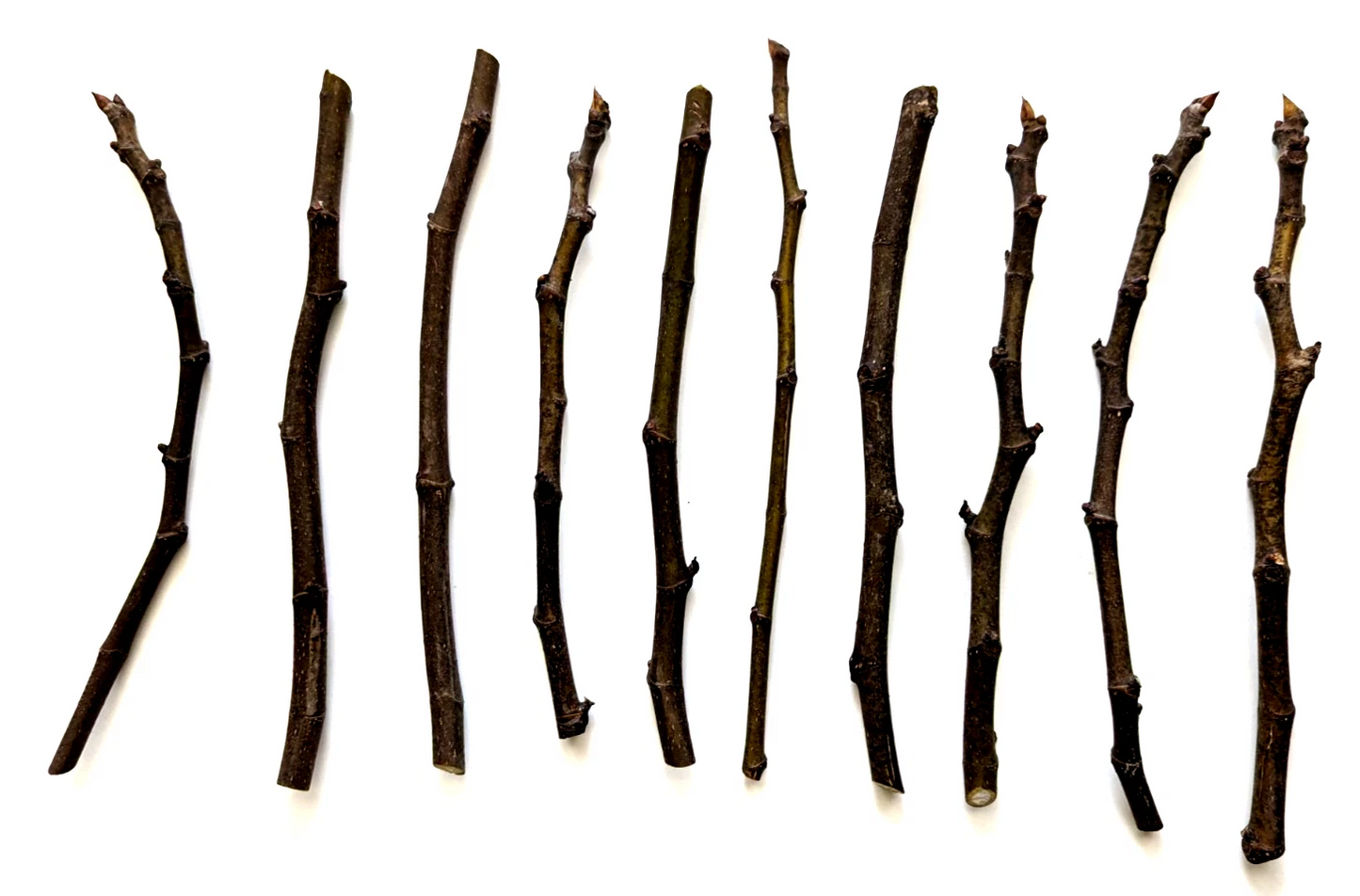 Chicago Hardy Fig Tree Cuttings – 10 Unrooted Hardwood Cuttings, 9–10 Inches Long, Avg 5 Nodes for Propagation