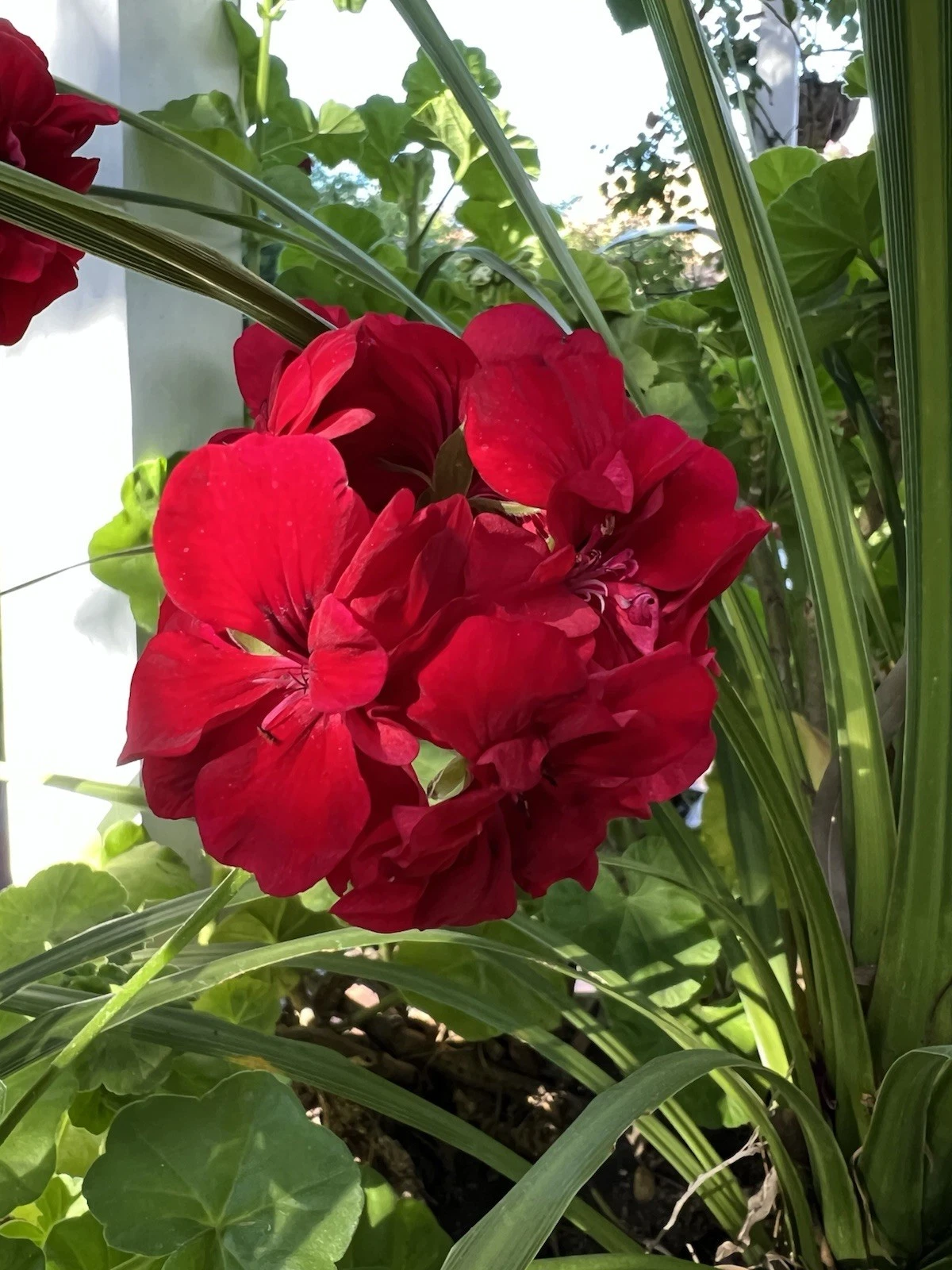 Red Ivy Geranium Cuttings – 5 Live Pelargonium peltatum Cuttings 6 Inches Long, Trailing Flowering Plant