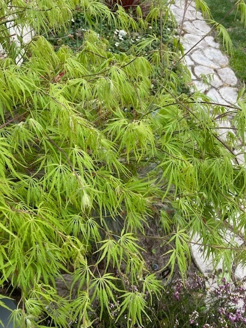 Japanese Dwarf Maple Cuttings – 6 Unrooted Acer palmatum Cuttings, 6 Inch Scion Wood for Rooting & Grafting