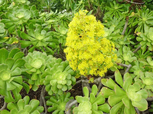 2 XXL Aeonium Arboreum Cuttings – Green Rose Form – Large 6 in (15 cm) Diameter Succulent Cuttings