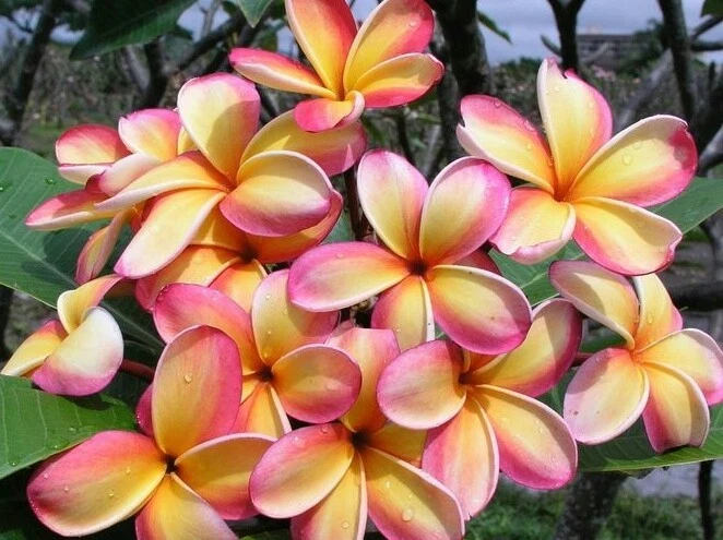 Rainbow Plumeria Cuttings – 3 Rare Frangipani Stems, 8–14" Tall, Colorful Tropical Flowering Plant for Garden or Patio